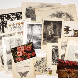 Éphémères sur le thème de la NATURE - paquet de papier vintage - plus de 25 pièces, illustrations des XIXe et XXe siècles ! Carnets indésirables, papier de scrapbooking, pages de livres d'art