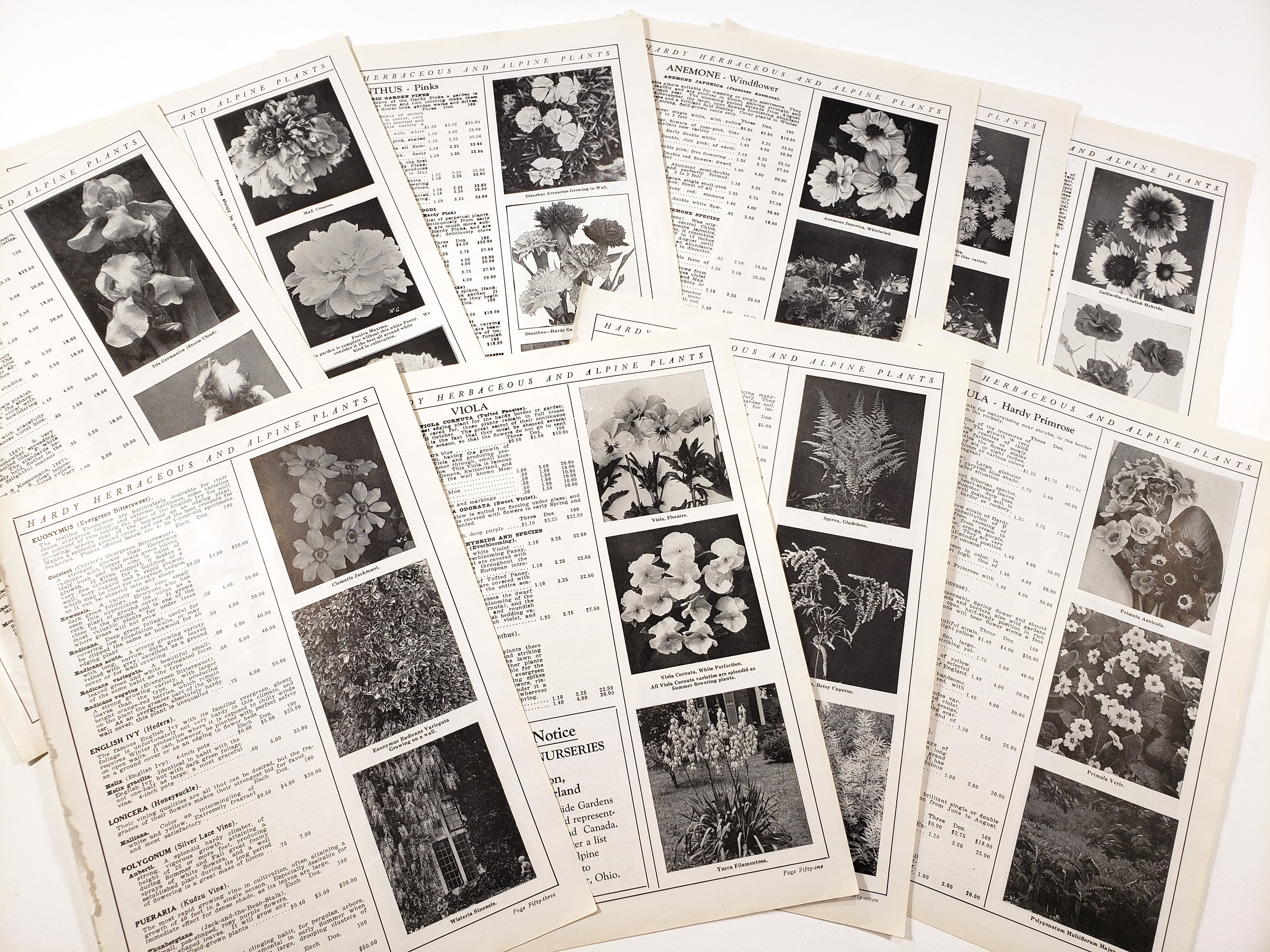 Vintage Seed Catalogue Pages, 1919, Flowers, Plants, Ephemera, Junk ...