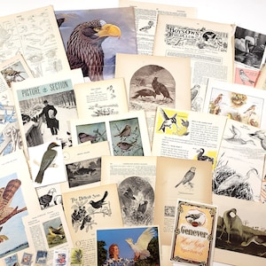 BIRDS vintage Ephemera Paper Pack - 25+ pièces, cartes postales, illustrations, timbres ! Fournitures de journal indésirable, papier de scrapbooking, art de collage