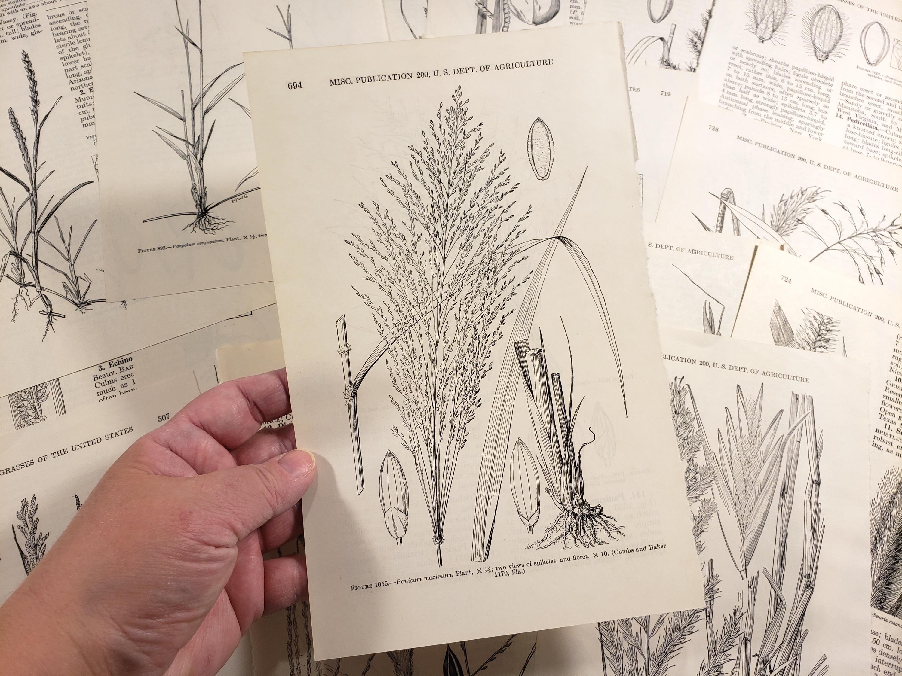 Grasses of the USA, Botanical Plant Illustrations, Old Book Pages, vintage paper, Junk Journal, Scrapbook papers collage art supplies