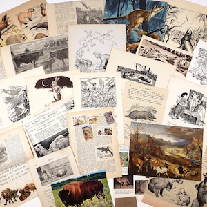 Illustrations vintage d'ANIMAUX - Pack de papier mixte - Plus de 25 pièces, illustrations des XIXe et XXe siècles ! Ephémères pour journal, scrapbooking, etc.