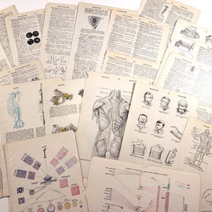 May include: A collection of vintage anatomical illustrations and dictionary pages. The images include detailed drawings of the human body, including the muscular system, circulatory system, and various organs. The pages are aged with a yellowed appearance.