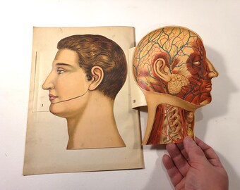 Peut inclure: Une carte anatomique vintage représentant une tête et un cou humains. La tête est de profil, la peau étant retirée pour révéler les muscles, les nerfs et les vaisseaux sanguins sous-jacents. La carte est imprimée sur du papier épais et a un aspect légèrement délavé.