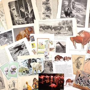 WILDLIFE Oiseaux et animaux en papier éphémère vintage - plus de 25 pièces, 19e-20e siècles Illustrations ! Éphémères pour la création de journaux indésirables, d'albums de découpures, etc.