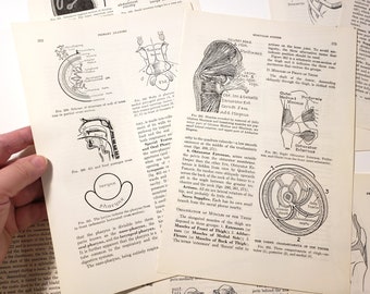 Vintage Medical Book Pages, Anatomy, Vintage Ephemera, junk journal supplies, scrapbooking paper, collage art materials, book pages, 1964