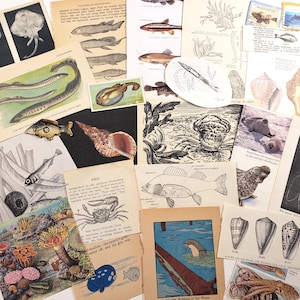 Peut inclure: Une collection d'illustrations et d'éphémères vintage représentant la vie marine. L'assortiment comprend des dessins de poissons, de créatures marines et de coquillages, ainsi que des diagrammes scientifiques et des extraits de texte. La palette de couleurs est principalement composée de beige, de noir et de blanc.