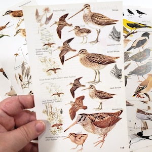 Éphémères vintage OISEAUX, pages de guide de terrain, histoire naturelle, fournitures de journal indésirable, papier de scrapbooking, fournitures d'art de collage, livre smash,