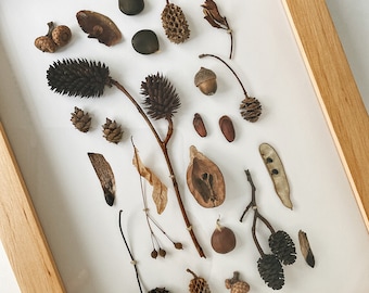 Herbarium with natural dried plants. Plant specimen frame. 3D Nature Wall Frame. Botanical wall decor.