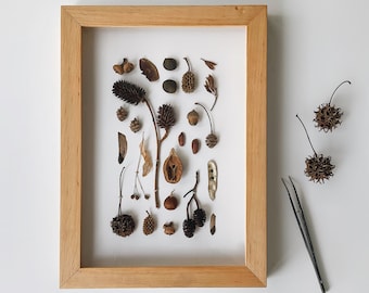 Plant specimen frame. Herbarium with natural dried plants. 3D Nature Wall Frame. Botanical wall decor.