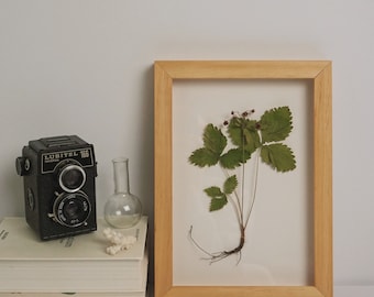 Plant specimen frame with wild strawberry. Herbarium with natural dried plant. Botanical wall decor.