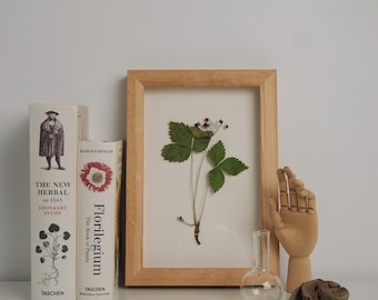 Herbarium with wild strawberry. 3D herbarium with natural dried plant. Botanical wall decor.
