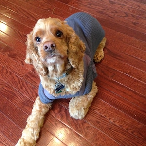 May include: A light brown Cocker Spaniel dog wearing a gray sweater and a collar with a tag. The dog is lying down on a hardwood floor with a reddish-brown finish. The dog has long, floppy ears and a sweet expression.