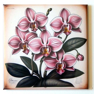 Pink Orchids Fridge Magnet &quot;style A&quot;