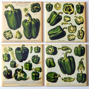 Green Bell Pepper Fridge Magnet Set