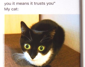Puede incluir: Un gato blanco y negro con ojos verdes mira a la cámara. El gato está acurrucado en una superficie marrón. El texto "When a cat closes its eyes around you it means it trusts you" y "My cat:" está por encima de la imagen.