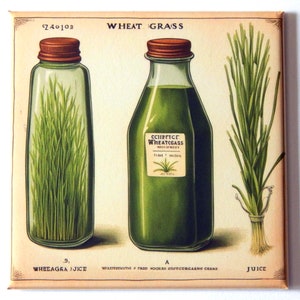 Könnte beinhalten: Vintage-Illustration von Weizengrassaft. Zwei Glasflaschen, eine mit Weizengras gefüllt und die andere mit grüner Flüssigkeit. Die Flaschen haben braune Verschlüsse. Der Text auf der Flasche lautet "Scientific Wheatgrass" und "Wheatgrass Juice".