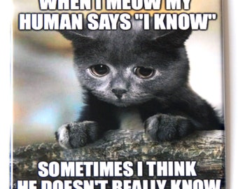 Puede incluir: Un meme con un gato gris de aspecto triste con el texto "WHEN I MEOW MY HUMAN SAYS "I KNOW"" y "SOMETIMES I THINK HE DOESN'T REALLY KNOW".