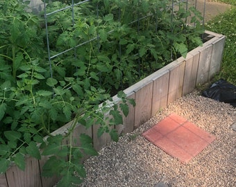 Raised Cedar Garden Planter Bed - 4 Foot X 4 Foot X 1 Foot