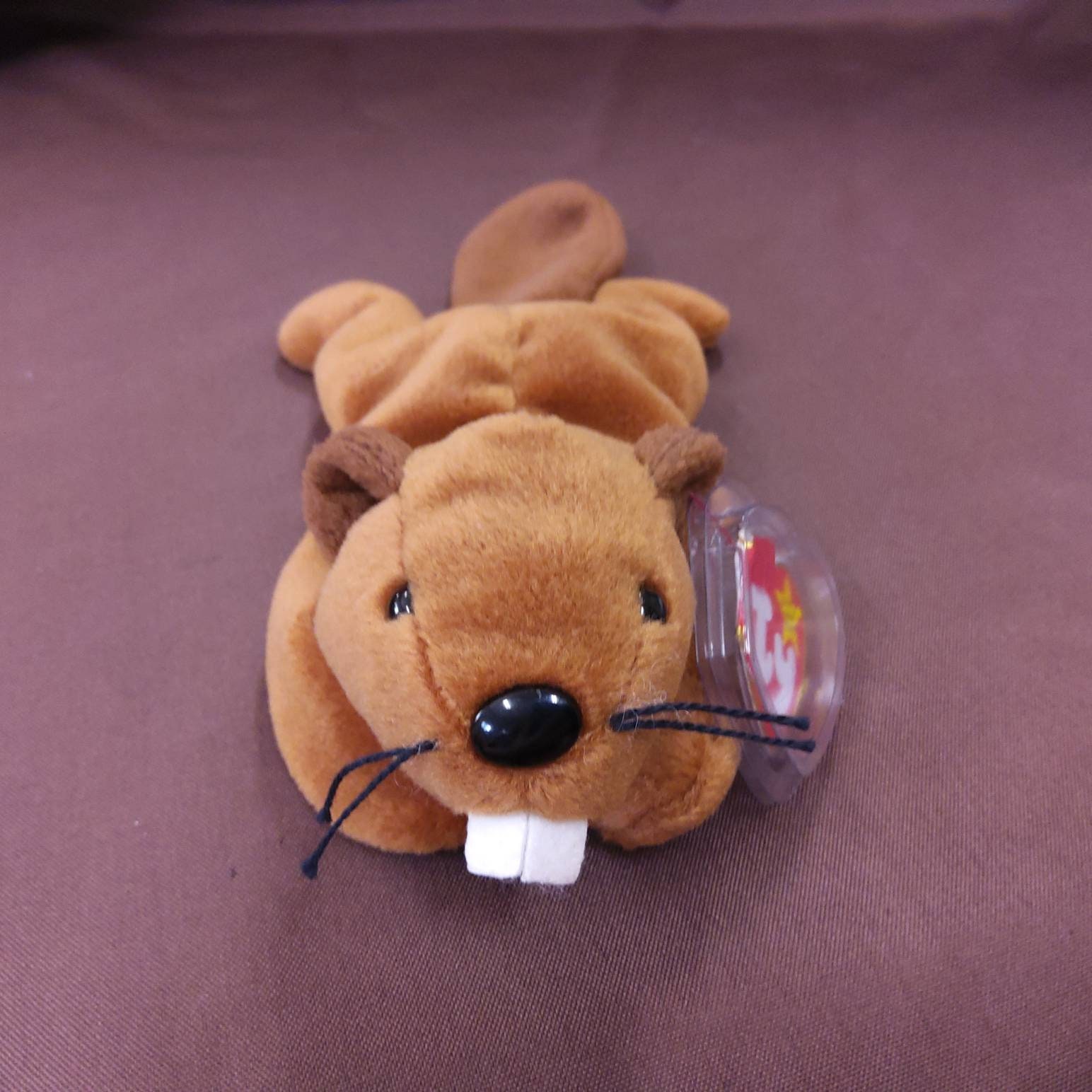 Bucky ty beanie baby value 2025
