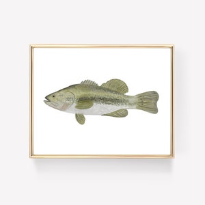 Bass Fish Watercolor Art Print - Fishing Artwork