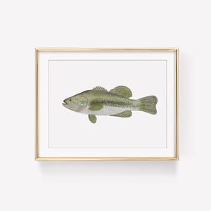 Bass Fish Watercolor Art Print - Fishing Artwork