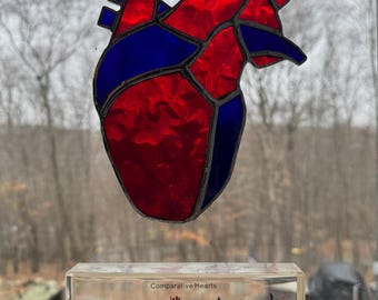 Anatomical Heart