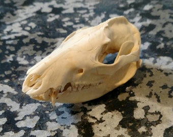 Possum skull | Etsy