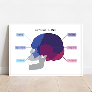 SKULL POSTER, Cranial Bones, Human Anatomy, Anatomy Art, Learning Anatomy, Medical Poster, Biology Home school, Print, digital download