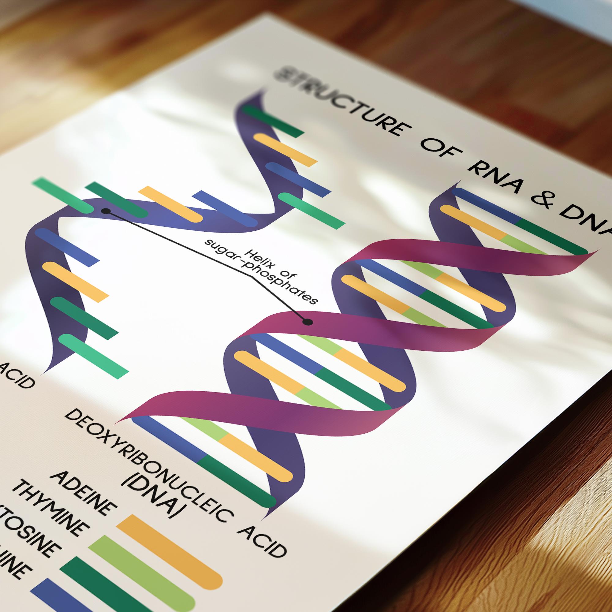 rna-and-dna-poster-structure-of-dna-and-rna-biology-art-print