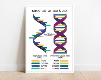 POSTER RNA e DNA, Struttura del DNA e dell'RNA, Stampa artistica di biologia, Poster medico, Materiali per la scuola domestica di biologia, Stampa, Download digitale