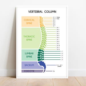 SPINE POSTER, Spinal Column, Human Spine, Anatomy Art, Vertebral Column, Medical Poster, Biology Homeschool, Digital Download