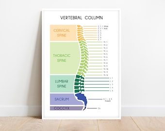 SPINE POSTER, Spinal Column, Human Spine, Anatomy Art, Vertebral Column, Medical Poster, Biology Homeschool, Digital Download
