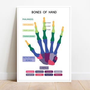 HAND BONES POSTER, Bones of hand, Human Anatomy, Learning Anatomy, Medical Poster, Biology Home school, Print, digital download