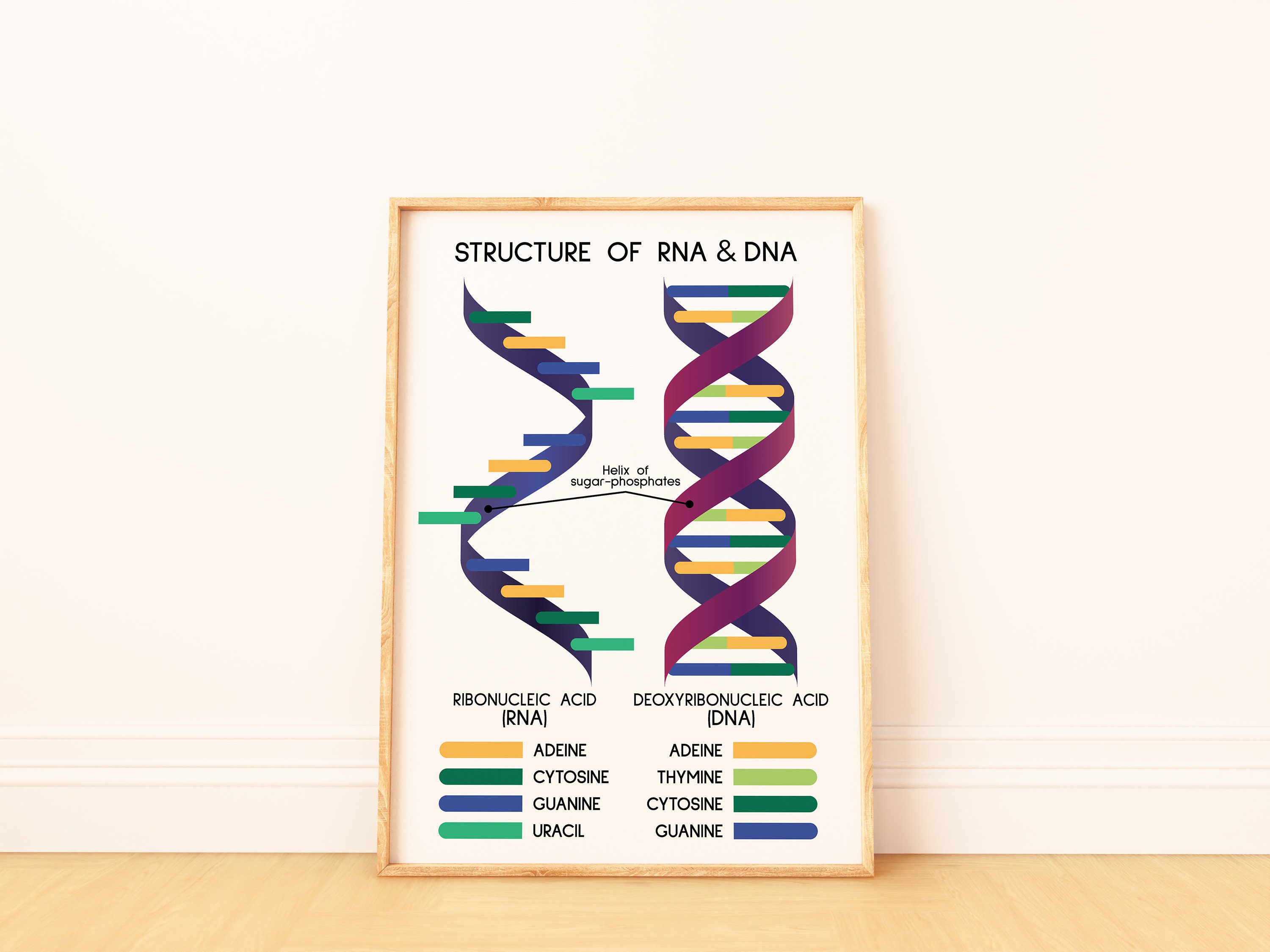 RNA and DNA POSTER, Structure of Dna and Rna, Biology Art Print ...
