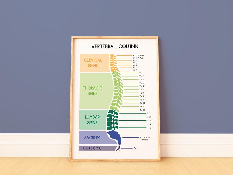 SPINE POSTER, Spinal Column, Human Spine, Anatomy Art, Vertebral Column ...