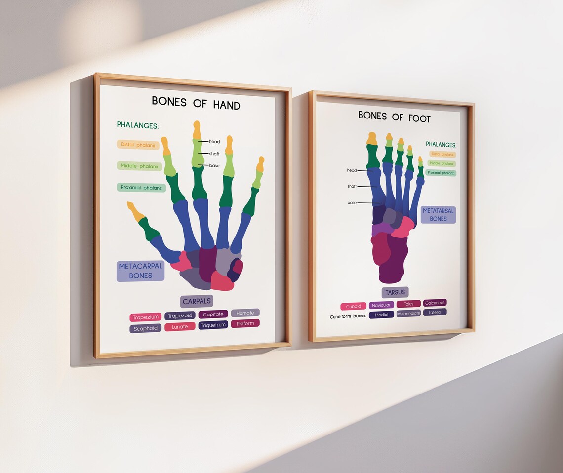 FOOT and HAND BONES - Set of 2 Posters, Human Anatomy, Learning Anatomy ...