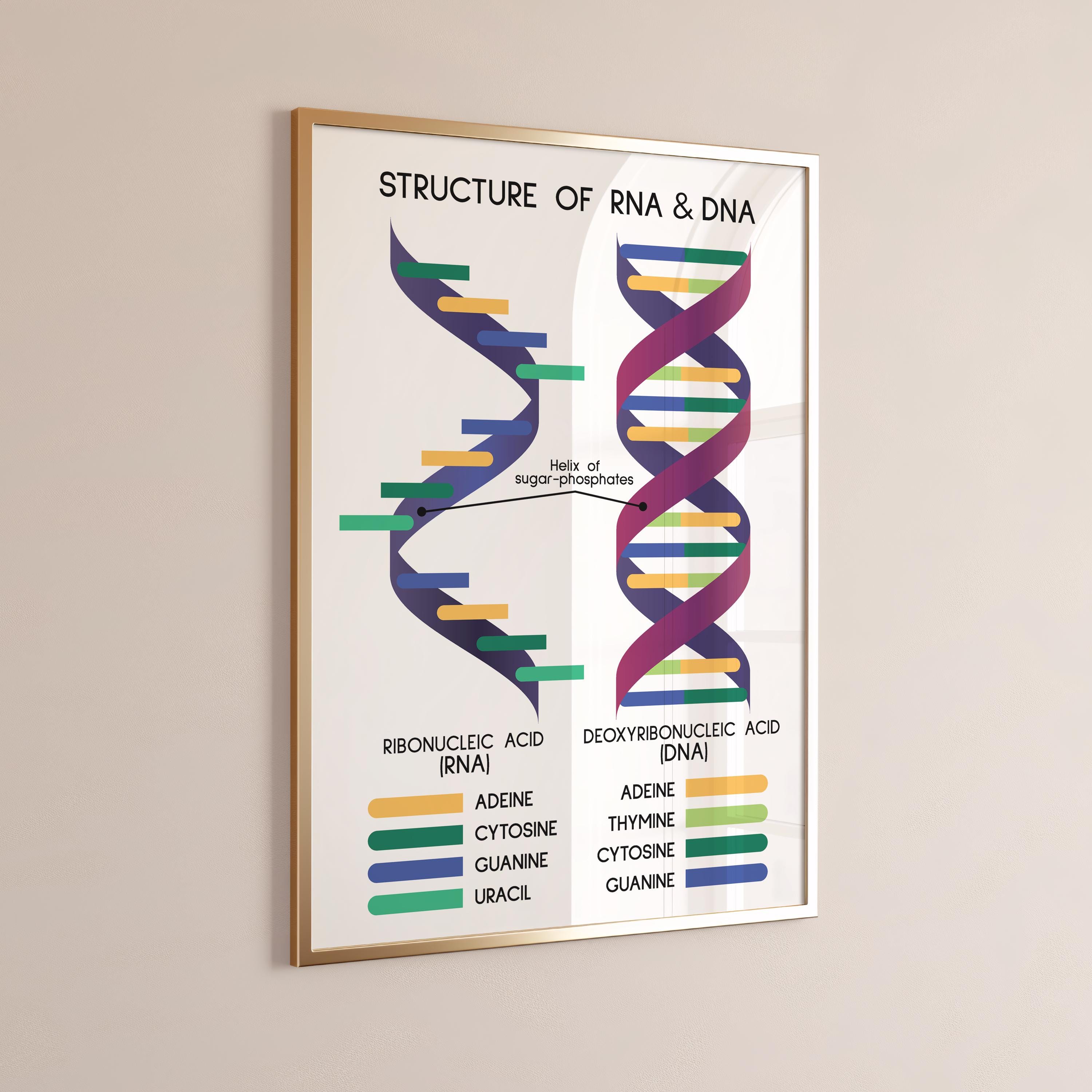 RNA and DNA POSTER, Structure of Dna and Rna, Biology Art Print ...