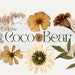 TheCocoBear