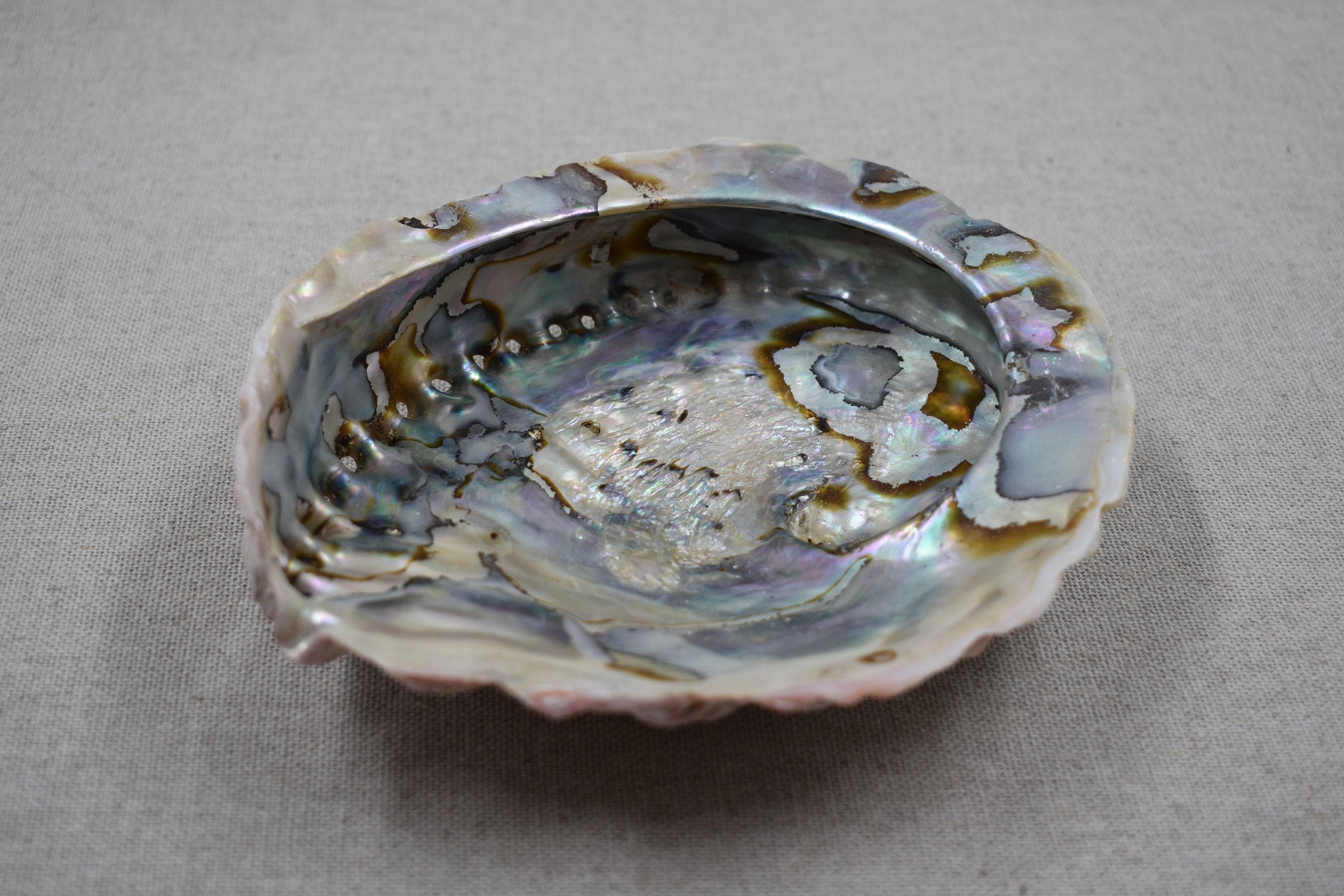 Coquille d'Ormeau Grande taille Etsy