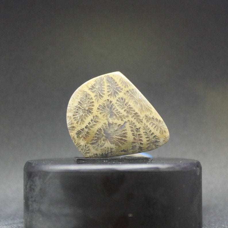 Coral fossil agate cabochon pendant