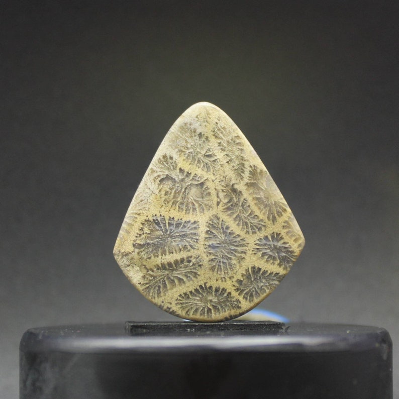 Coral fossil agate cabochon pendant