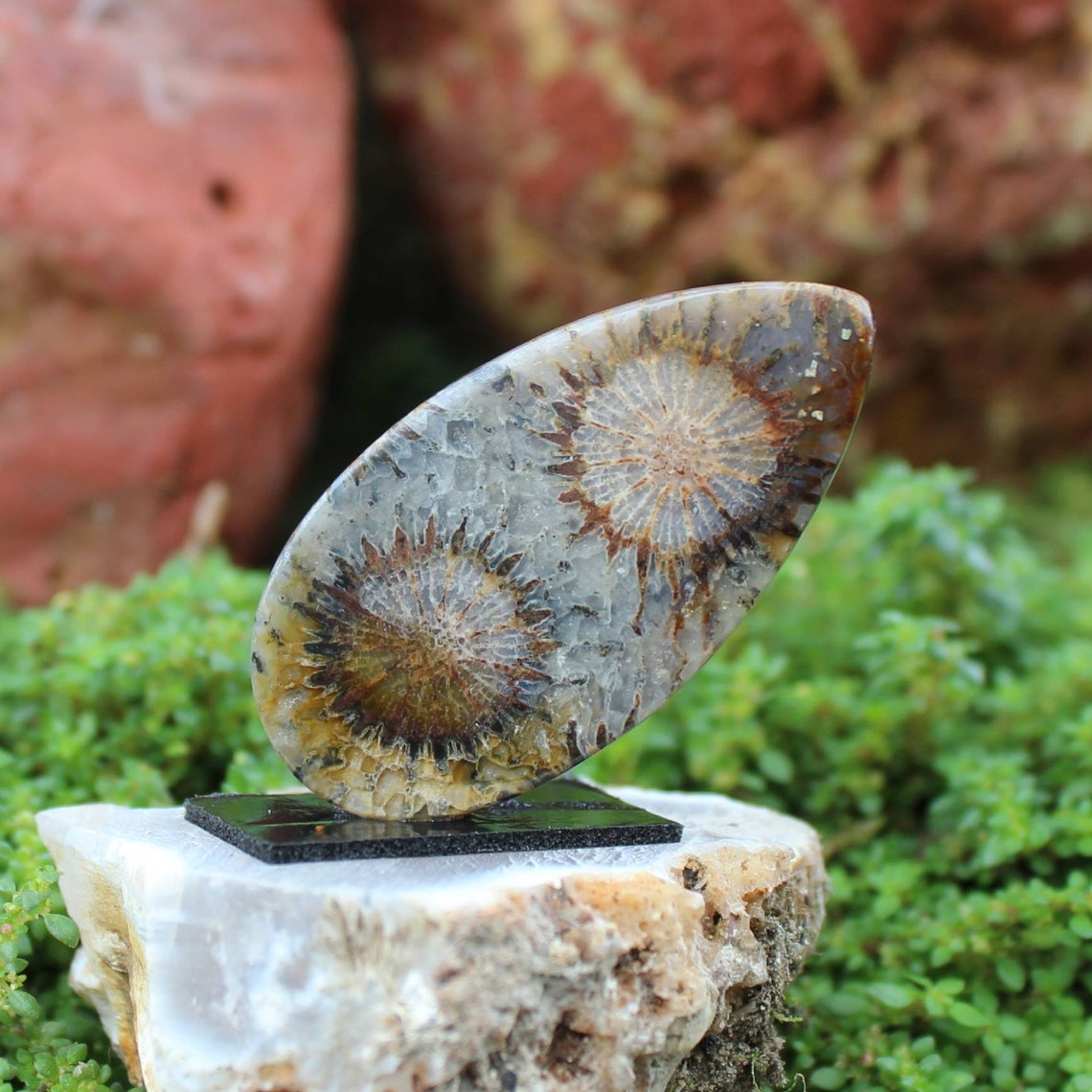 Perfect round fossil coral flower Etsy