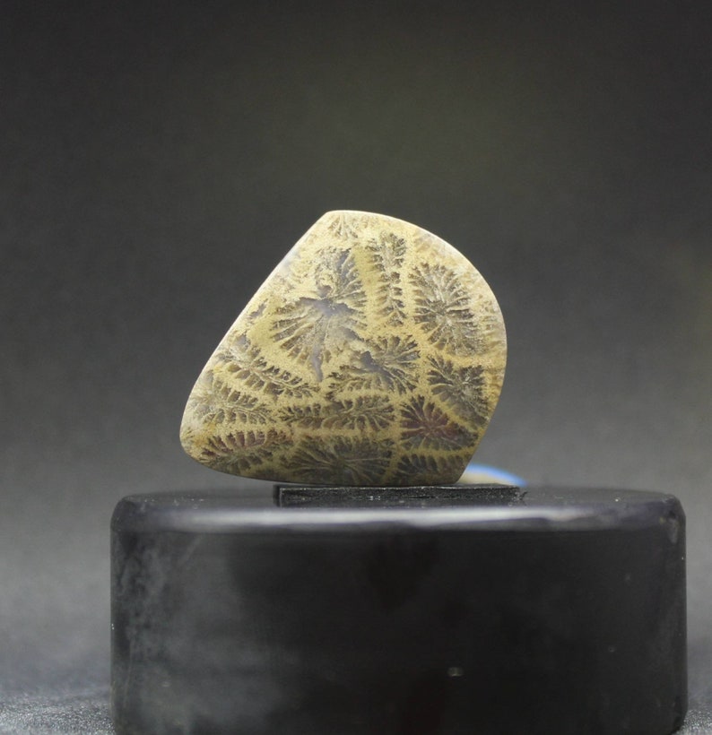 Coral fossil agate cabochon pendant