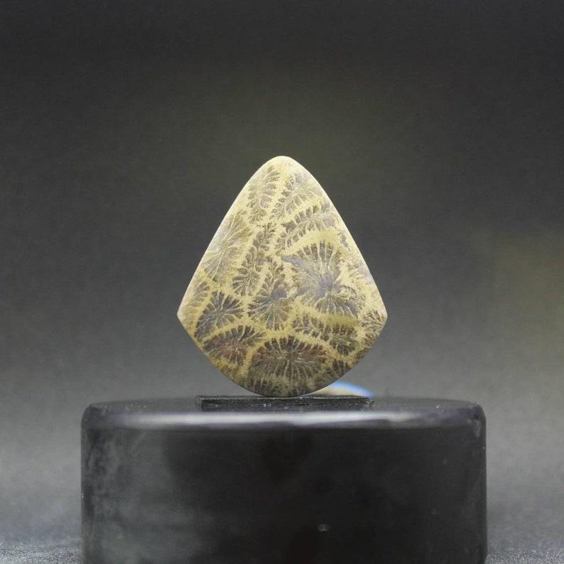 Coral fossil agate cabochon pendant
