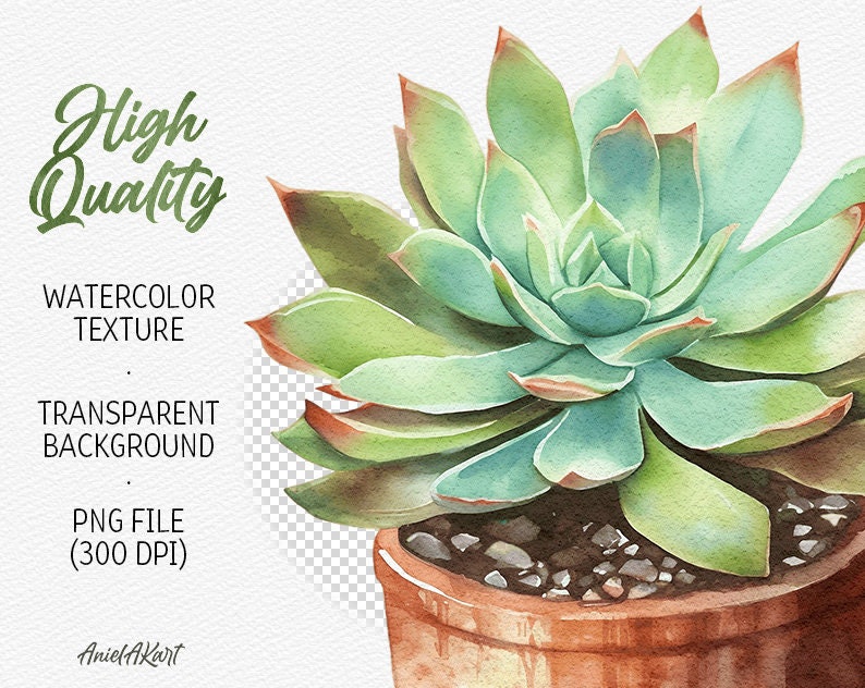 May include: Watercolor painting of a succulent plant in a terracotta pot. The plant has green leaves with a reddish hue around the edges. The pot is filled with small brown rocks.
