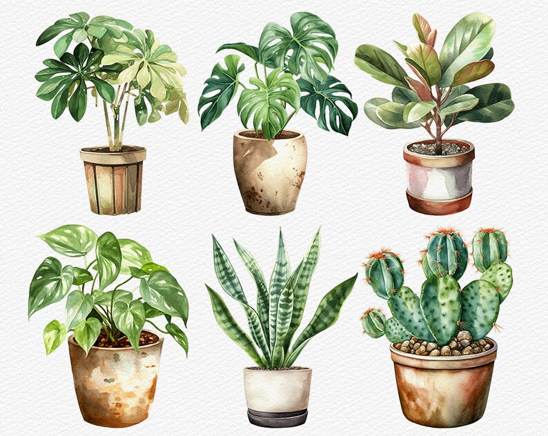 May include: A collection of six potted plants, including a monstera, a fiddle leaf fig, a snake plant, a cactus, and two other leafy plants. The plants are in various brown and white pots.