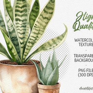 May include: Watercolor painting of two potted plants. The larger plant has long, green leaves with white stripes. The smaller plant has short, green leaves. Both plants are in brown pots.