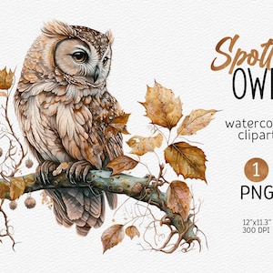 Aquarelle Hibou clipart Hibou PNG Hibou Sublimation Chouette Boho png Fantaisie clipart mystique Hibou magique clip art Téléchargement numérique, Utilisation commerciale