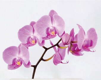 Orchid Wallpaper Etsy
