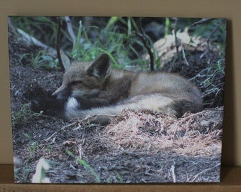 sleeping fox